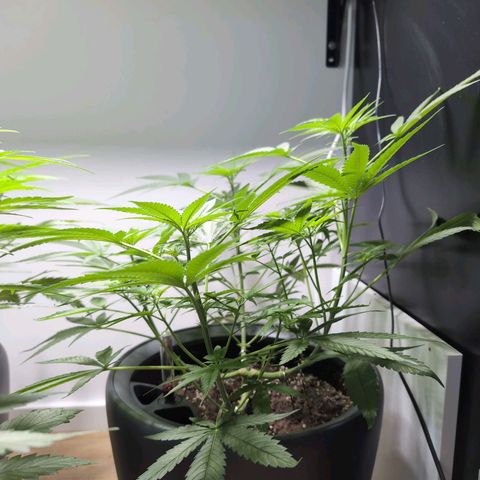 Pflännzi growlog timeline photo