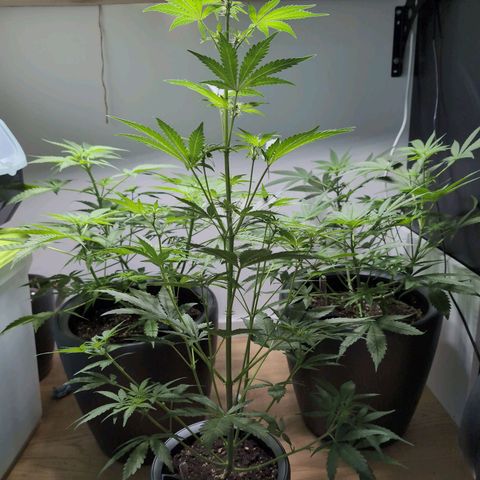 Monkey growlog timeline photo