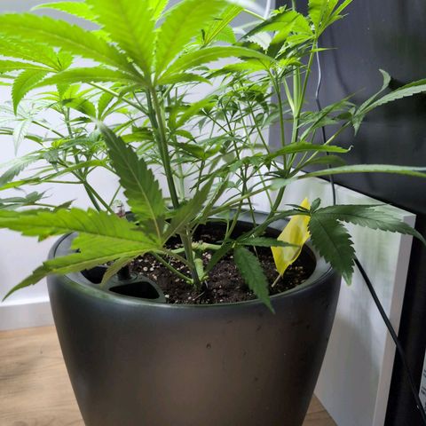 Pflännzi growlog timeline photo