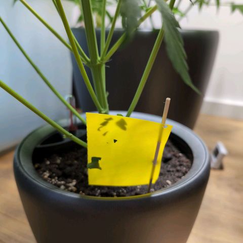 Monkey growlog timeline photo