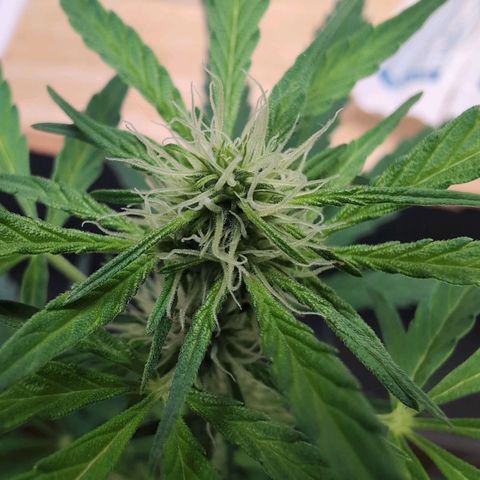 Monkey growlog timeline photo