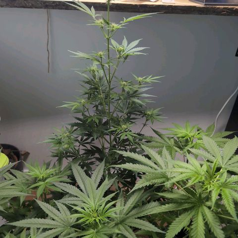 Monkey growlog timeline photo