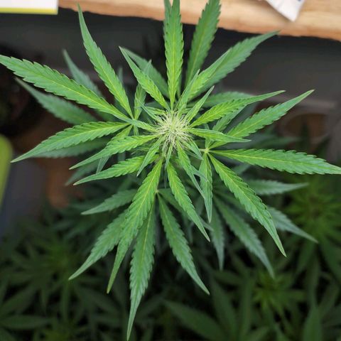 Monkey growlog timeline photo