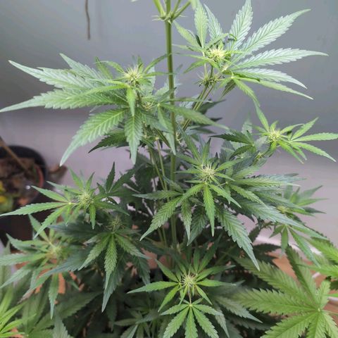 Monkey growlog timeline photo