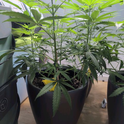 Pflännzi growlog timeline photo