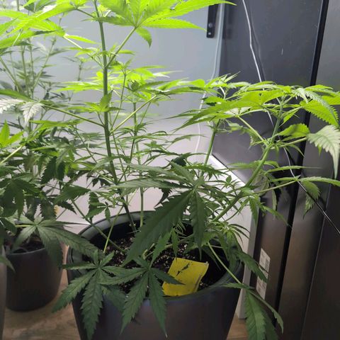 Pflännzi growlog timeline photo