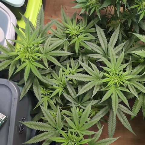 Pflännzi growlog timeline photo