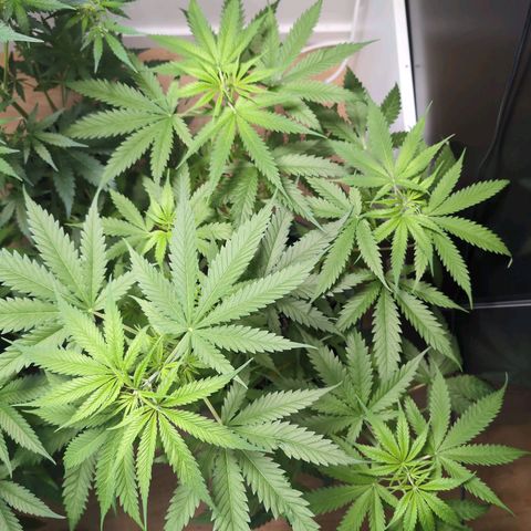 Pflännzi growlog timeline photo