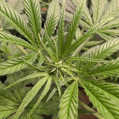 Pflännzi growlog timeline photo