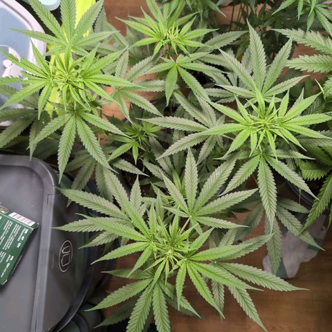 Pflännzi growlog timeline photo