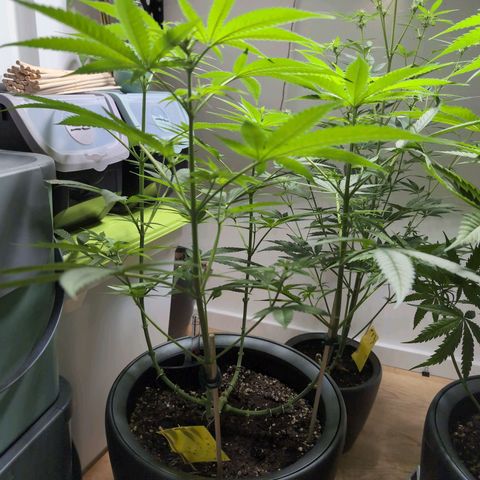 Pflännzi growlog timeline photo