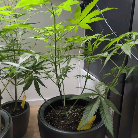 Pflännzi growlog timeline photo