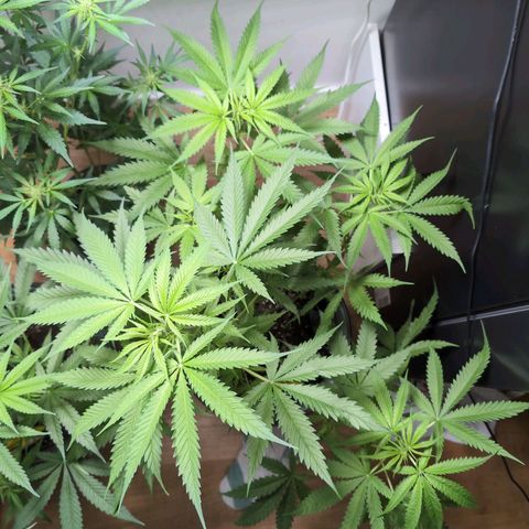 Pflännzi growlog timeline photo