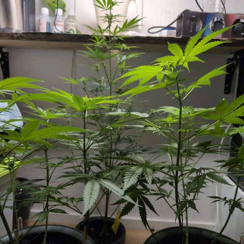 Monkey growlog timeline photo
