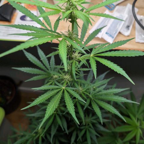 Monkey growlog timeline photo