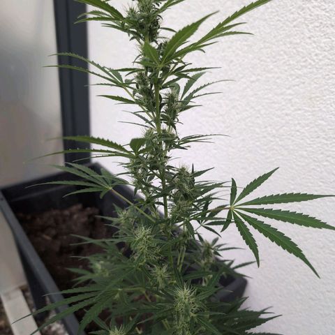 Monkey growlog photo: I'm Tomatenbereivh