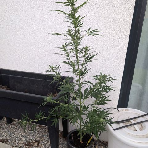 Monkey growlog photo: I'm Tomatenbereivh