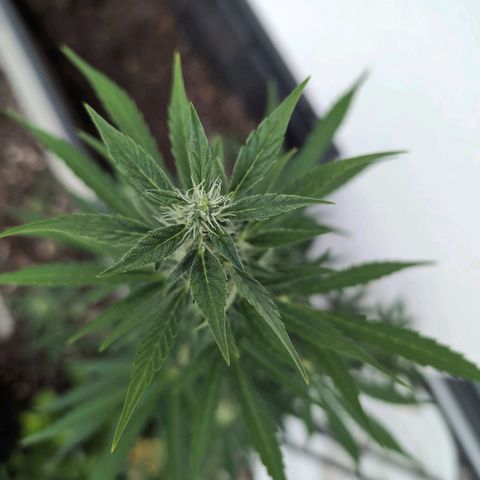 Monkey growlog photo: I'm Tomatenbereivh