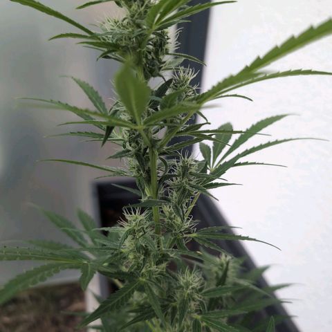 Monkey growlog photo: I'm Tomatenbereivh
