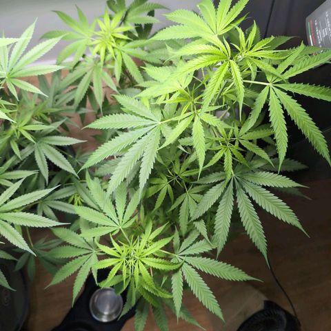 Pflännzi growlog timeline photo