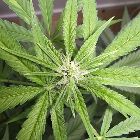 Pflännzi growlog timeline photo
