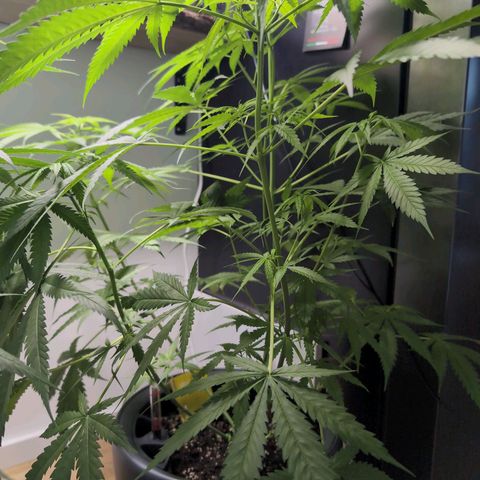 Pflännzi growlog timeline photo