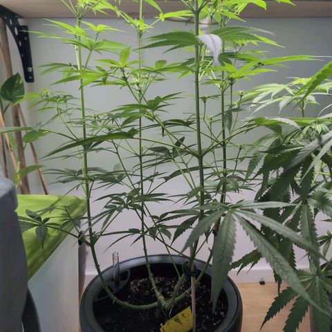 Pflännzi growlog timeline photo
