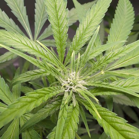 Pflännzi growlog timeline photo