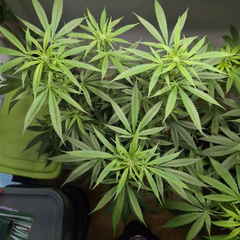Pflännzi growlog timeline photo