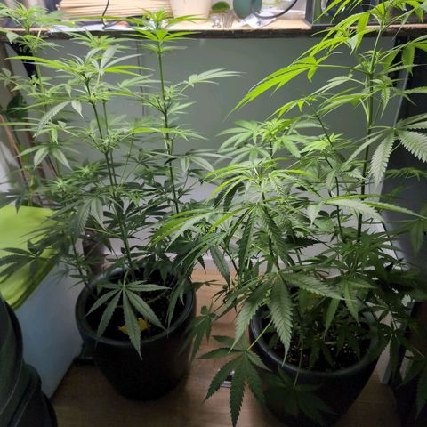 Pflännzi growlog timeline photo