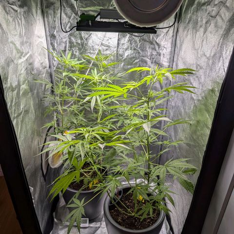 Pflännzi growlog photo: Pflanzen in Growzelt gestellt