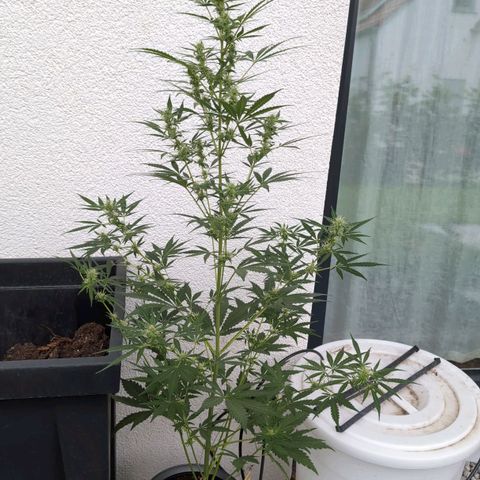 Monkey growlog timeline photo