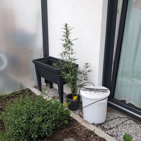 Monkey growlog timeline photo