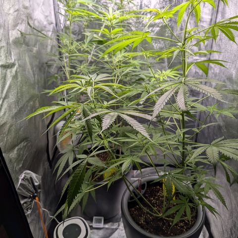 Pflännzi growlog timeline photo