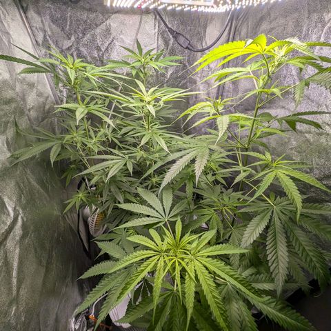 Pflännzi growlog timeline photo