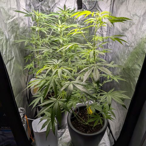 Pflännzi growlog timeline photo
