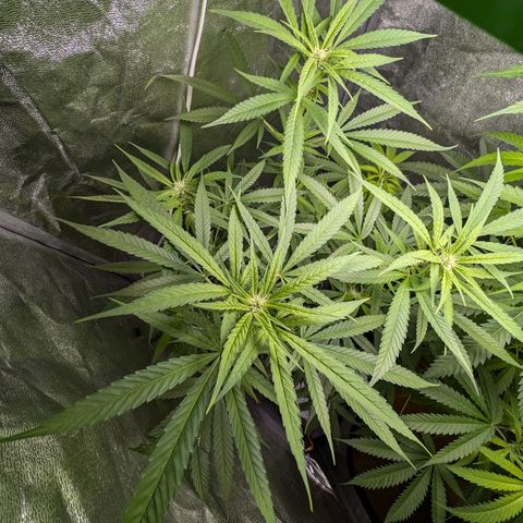 Pflännzi growlog timeline photo