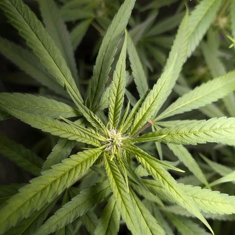 Pflännzi growlog timeline photo