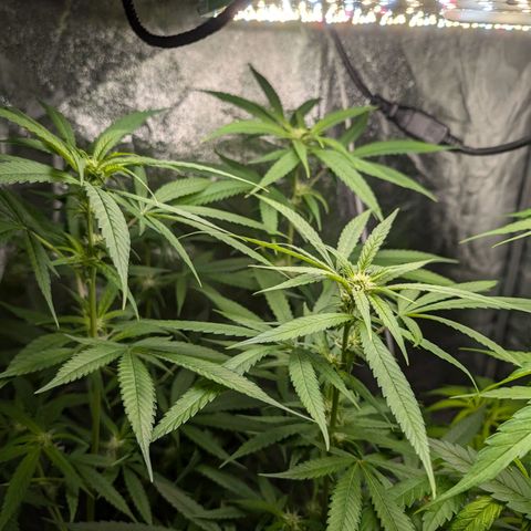 Pflännzi growlog timeline photo