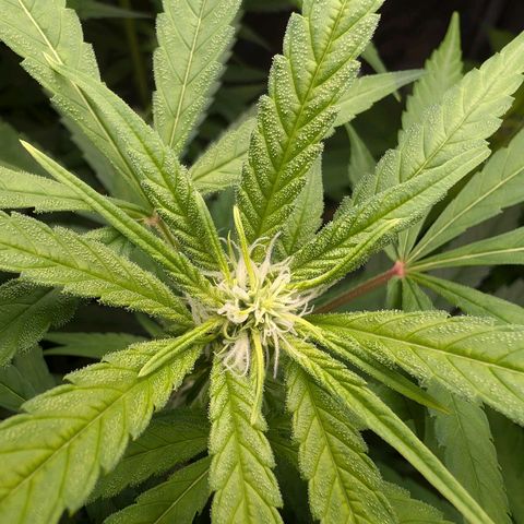 Pflännzi growlog timeline photo