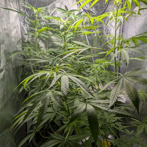 Pflännzi growlog timeline photo