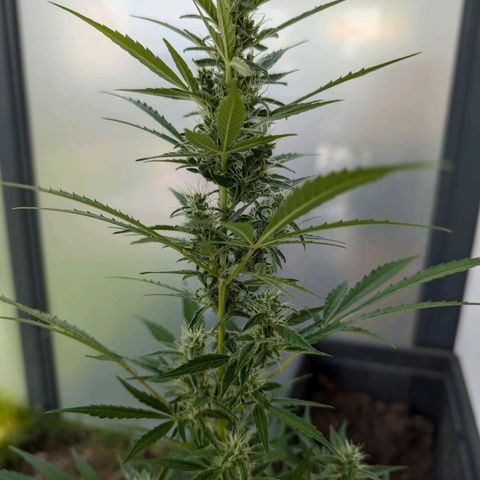 Monkey growlog timeline photo