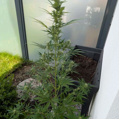 Monkey growlog timeline photo