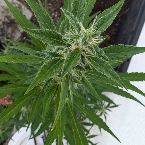 Monkey growlog timeline photo