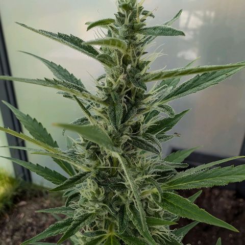 Monkey growlog timeline photo