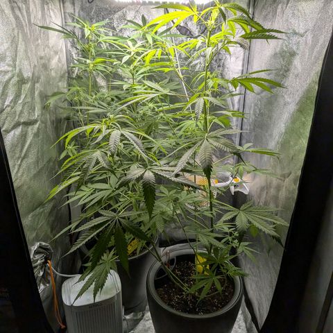 Pflännzi growlog timeline photo