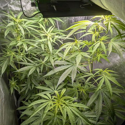Pflännzi growlog timeline photo