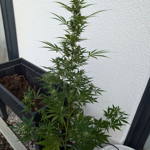 Monkey growlog timeline photo