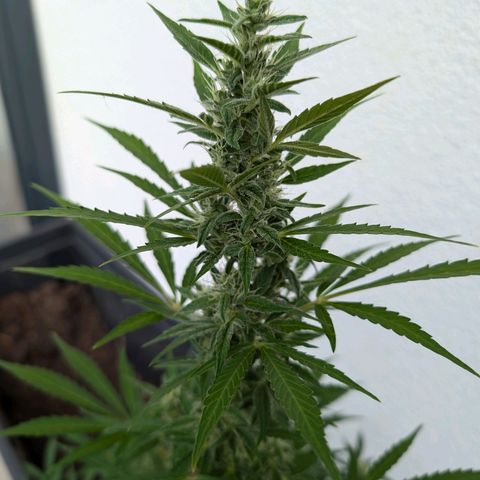 Monkey growlog timeline photo