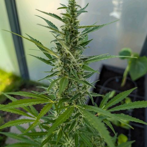 Monkey growlog timeline photo